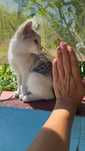 Котёнок в добрые руки!