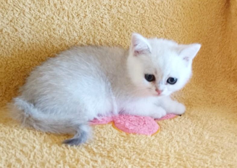 Котики и кошки британские