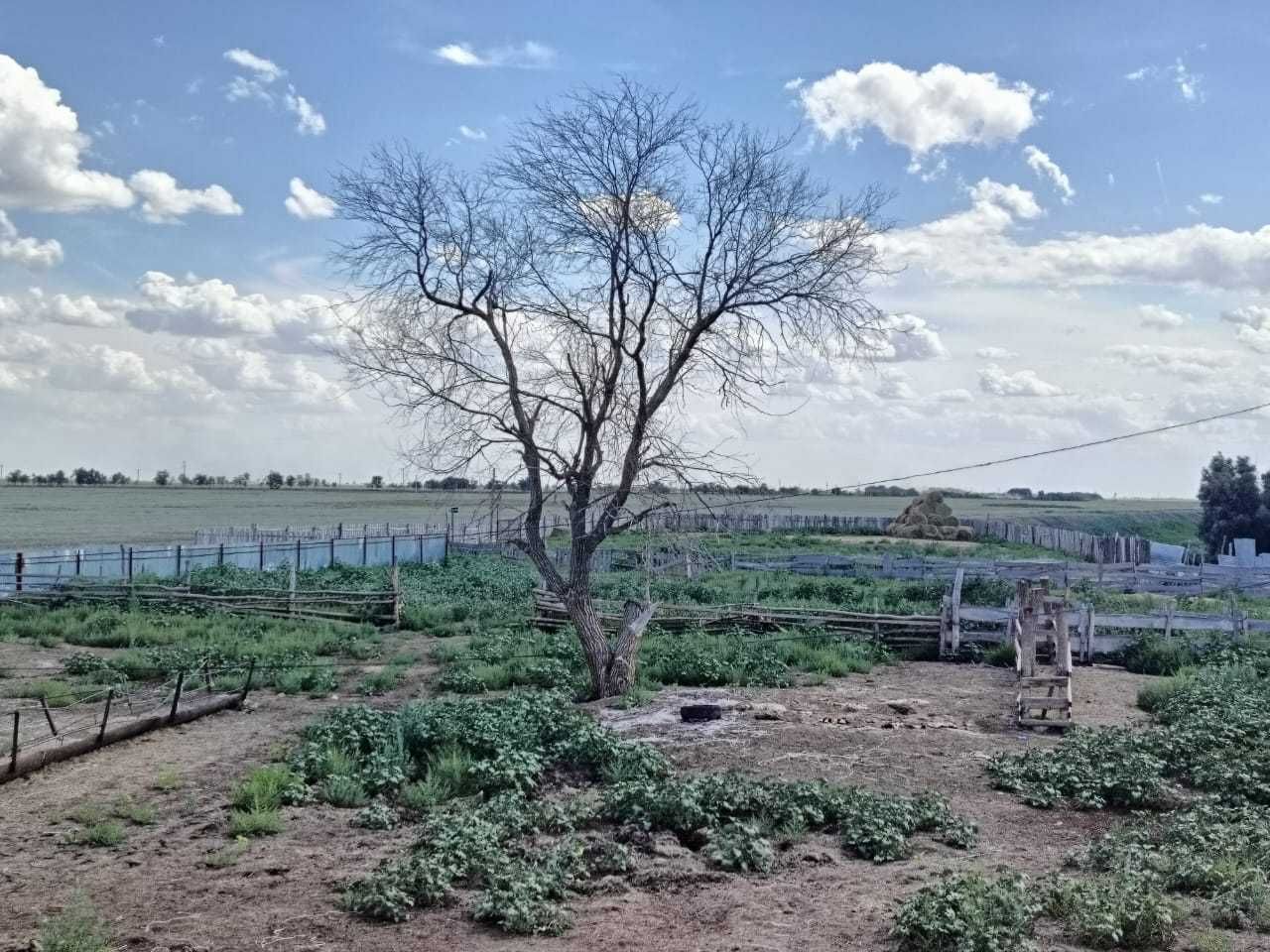 Продам крестьянское хозяйство в ЗКО