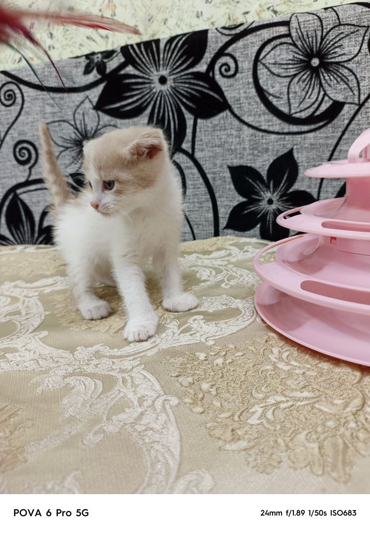 Отдам вислоухого котёнка!