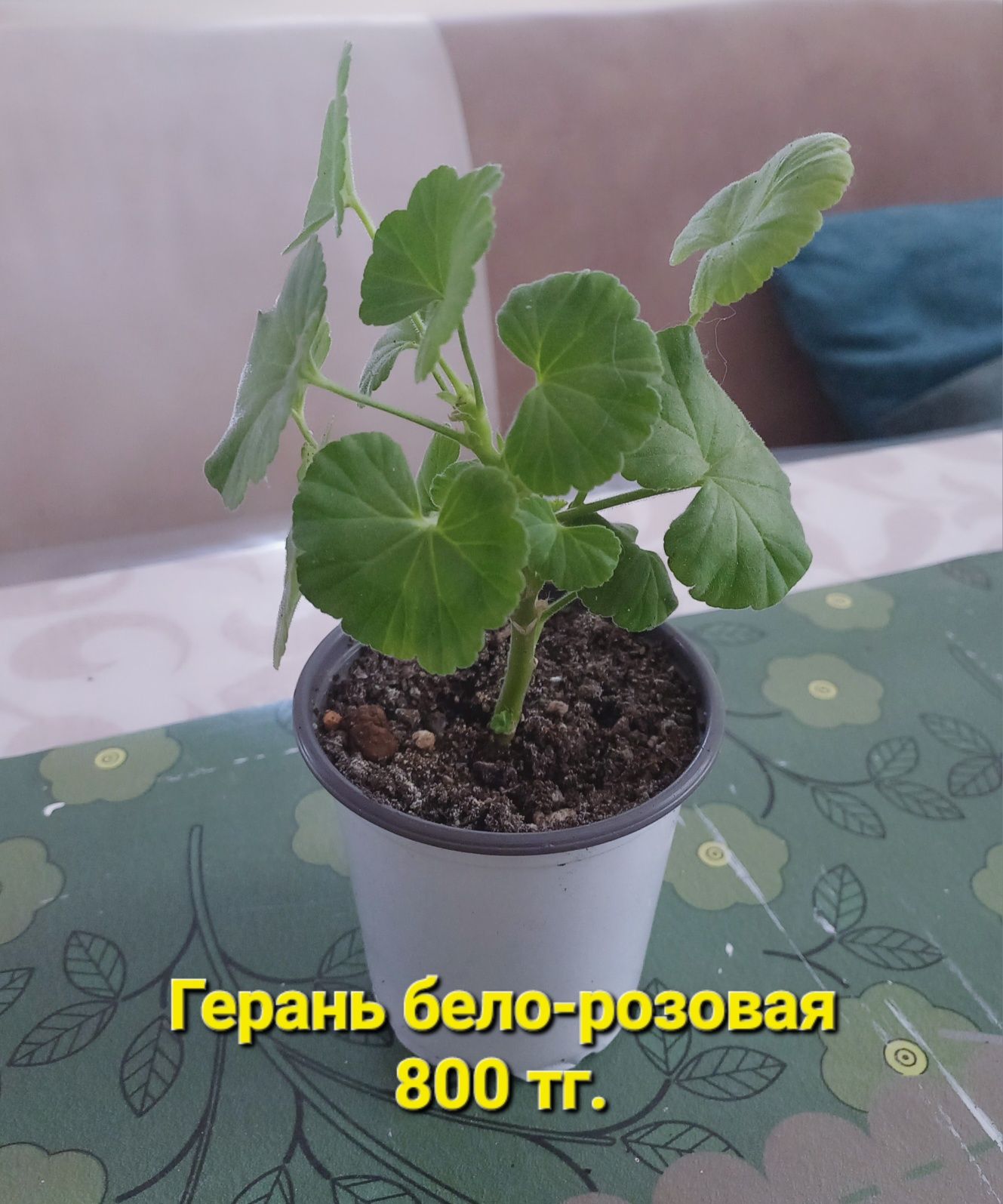 Распродажа!!! Комнатные растения разные