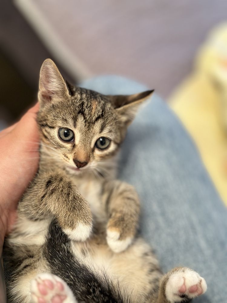 Котята  красивые