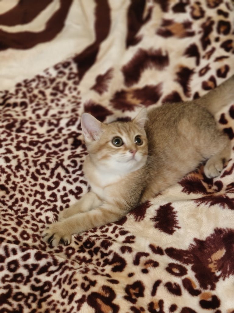 Шиншилла Котик ласковый 3 мес