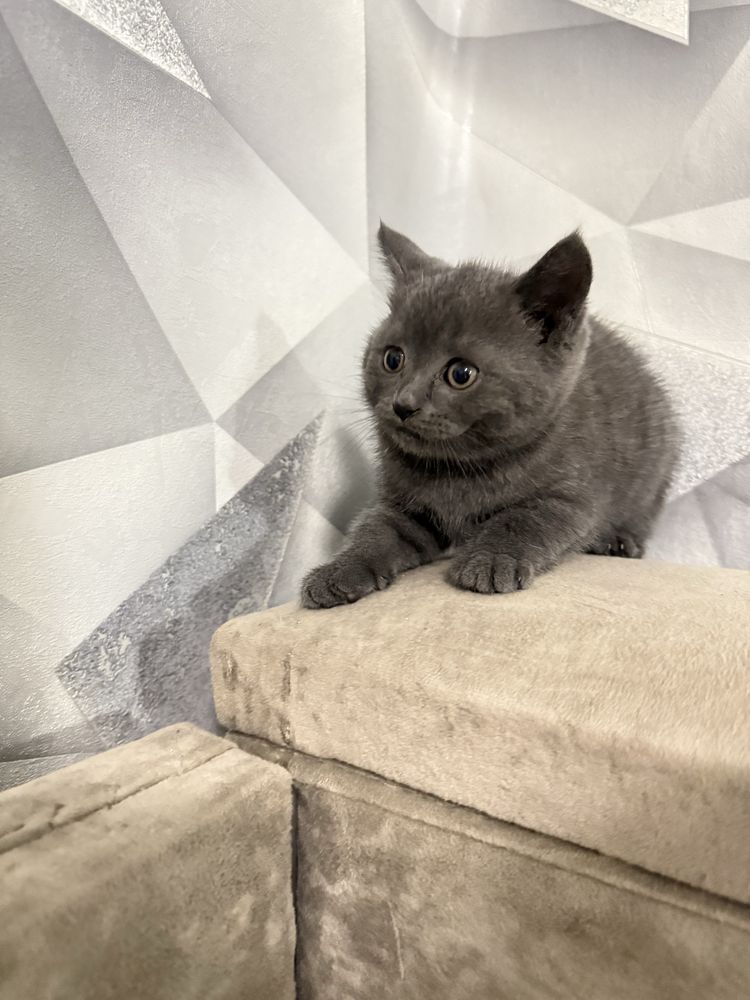 Котенок девочка
