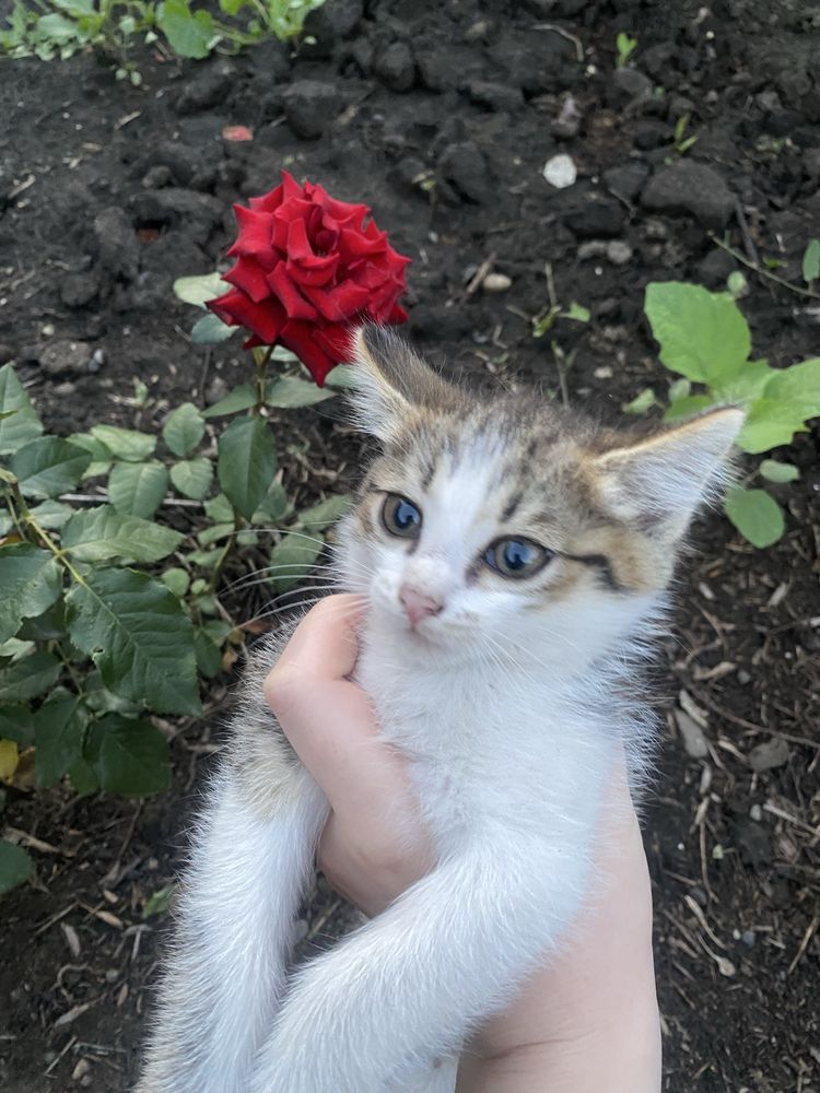 Отдам котенка девочка