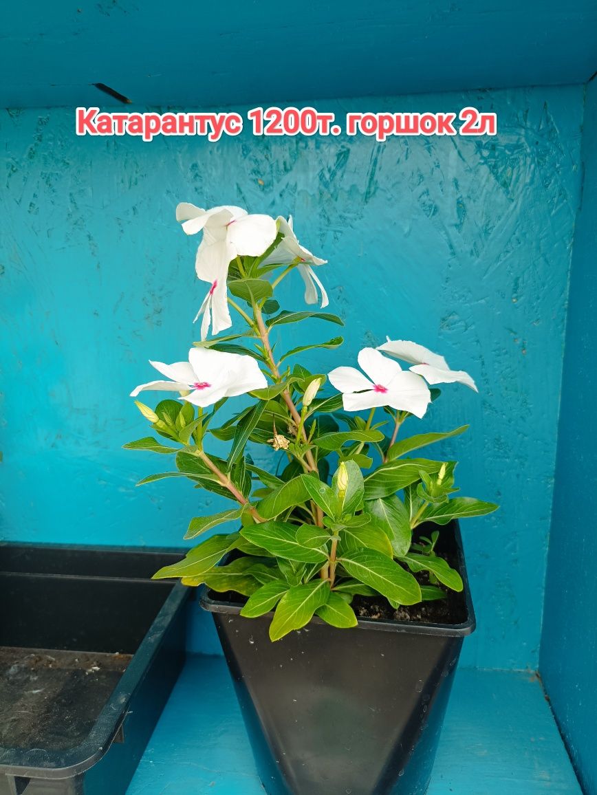 Комнатные растения