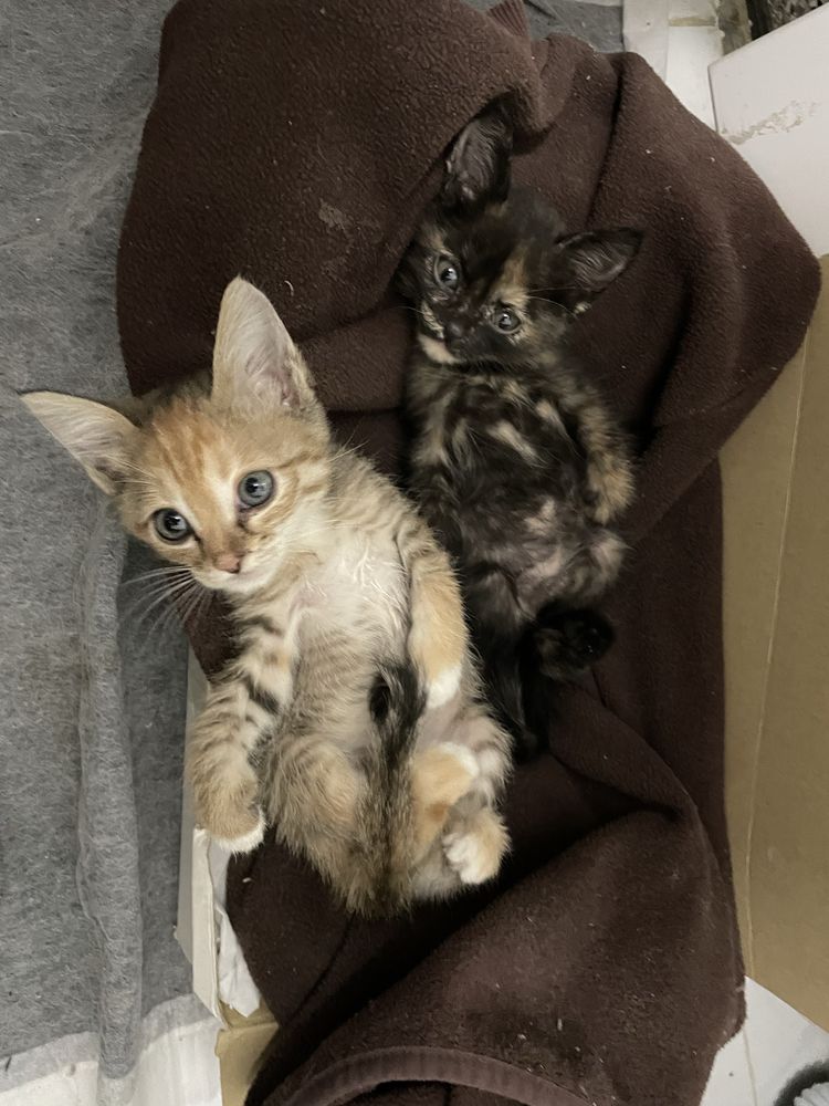 Котята бесплатно