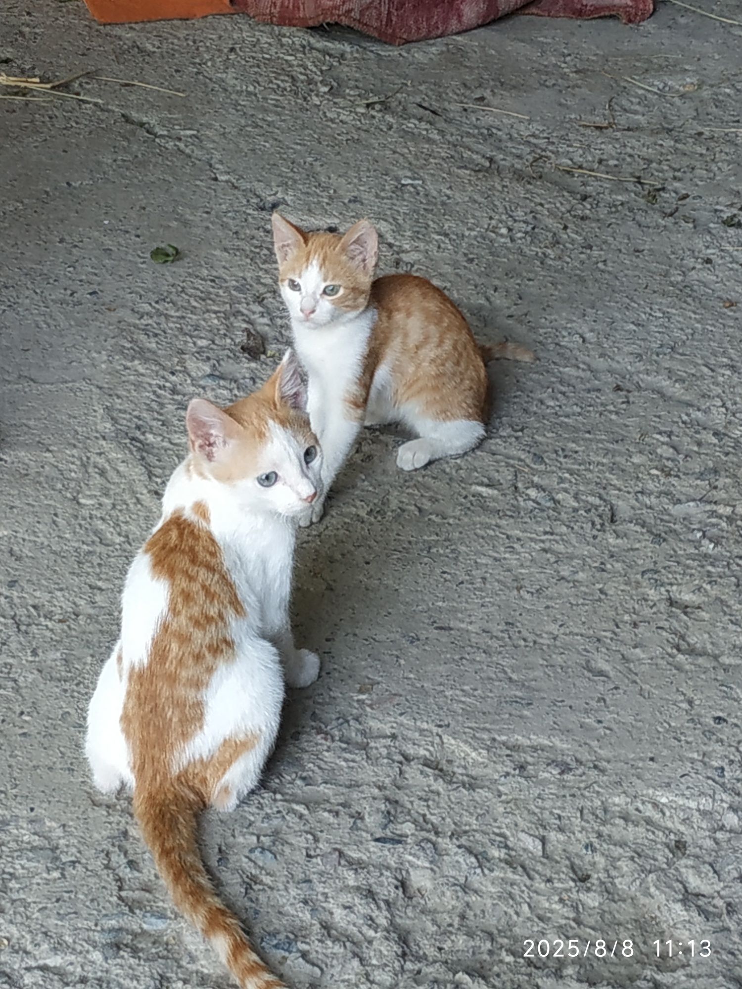 Рыжие котики (котята)