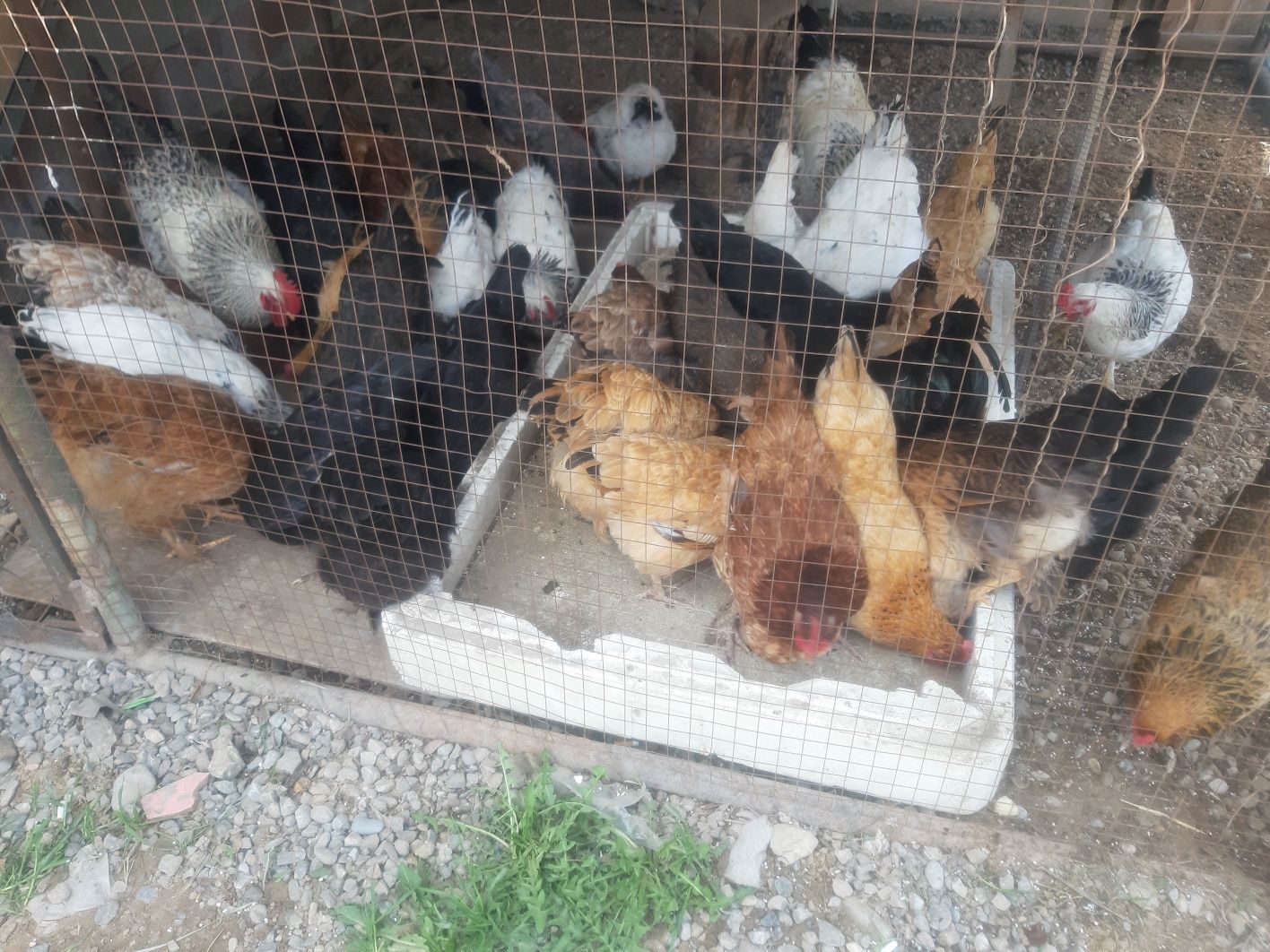Домашни  Курица.