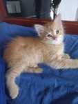Рыжий котенок мальчик 2 месяца