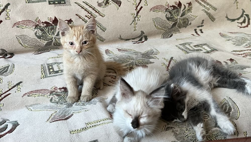 Отдам котят в добрые руки