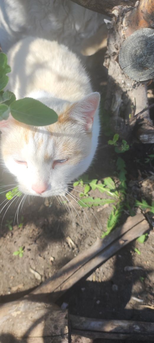 Кот Тимофей, кастрирован