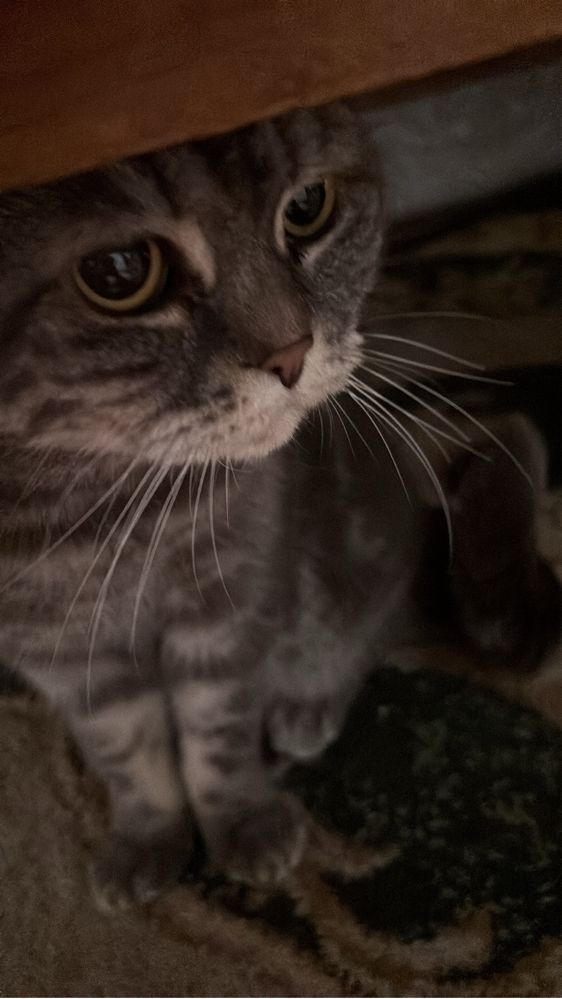 Кошка британская