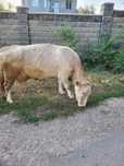 Продам Алтаускую корову