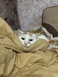 Передержка кошек, котов и котят