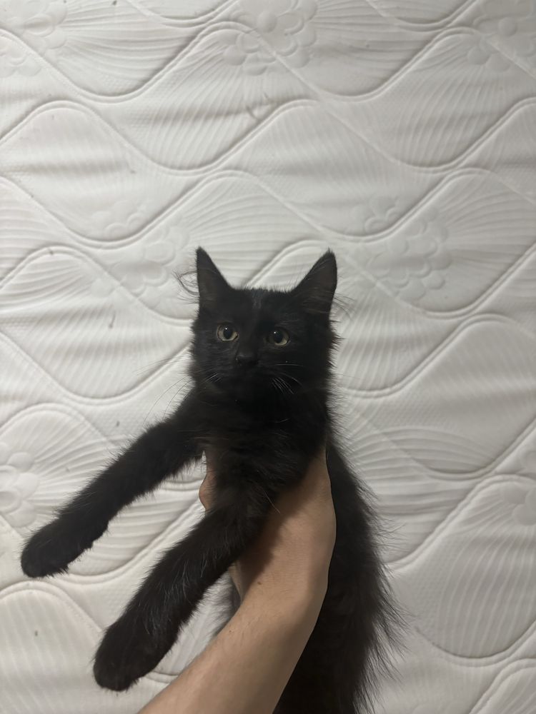 Черный котенок Ангорская