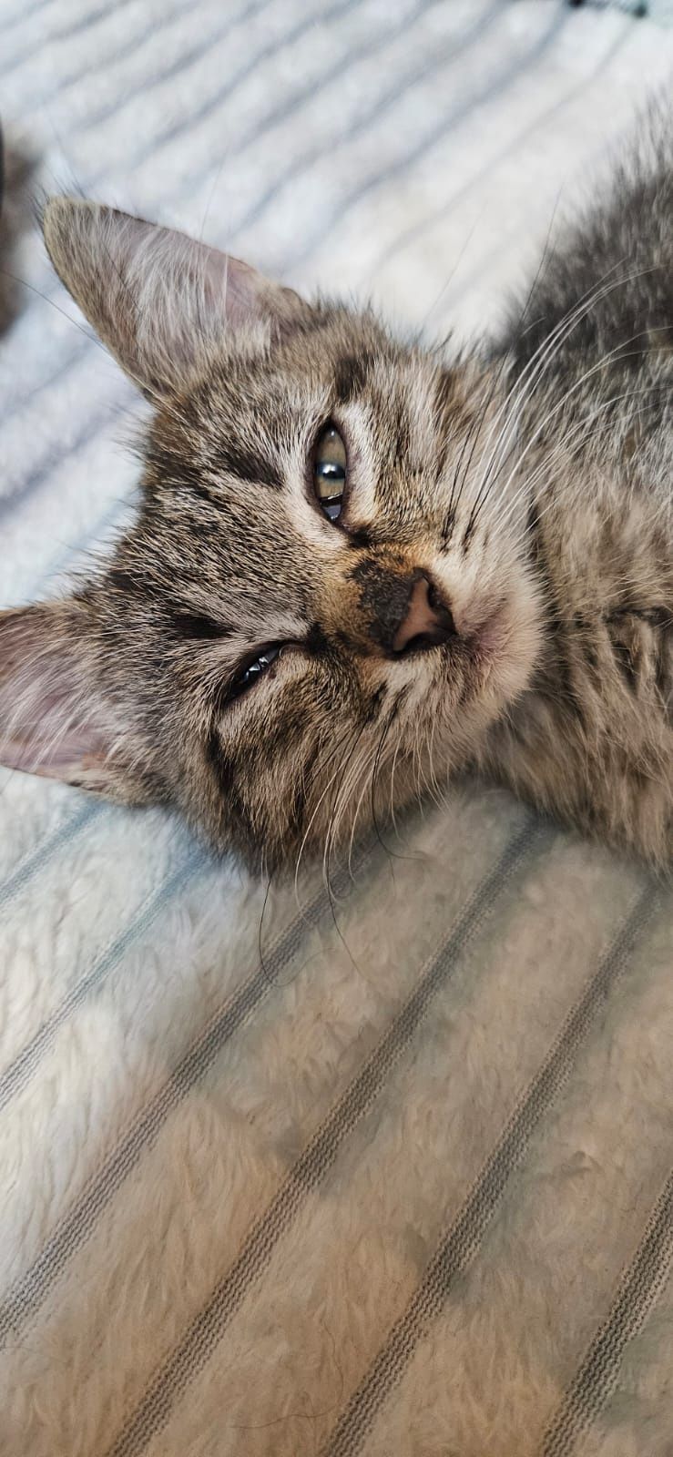 Отдам котят даром в хорошие