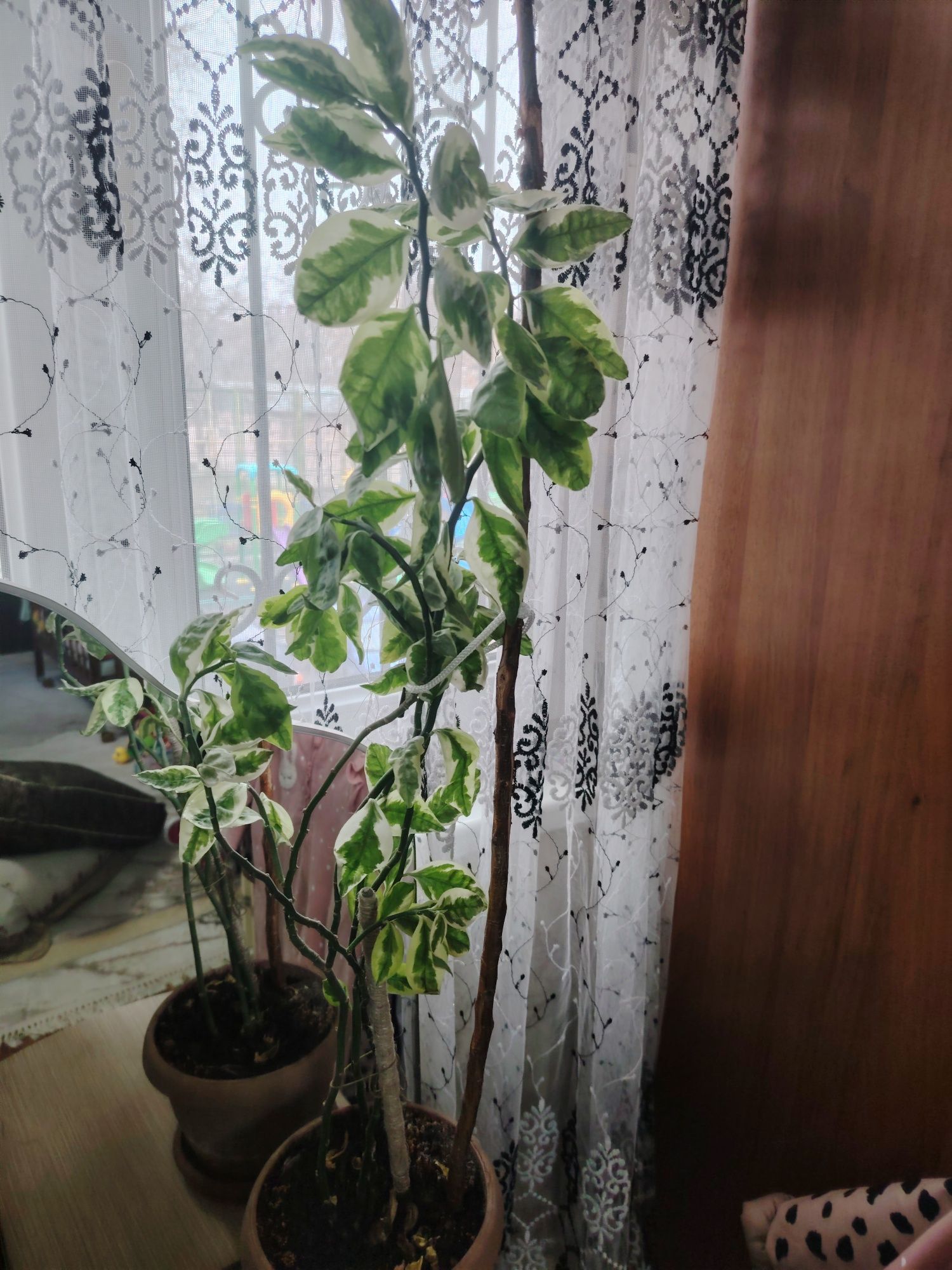 Продаются домашние комнатные цветы с хорошим удобрением