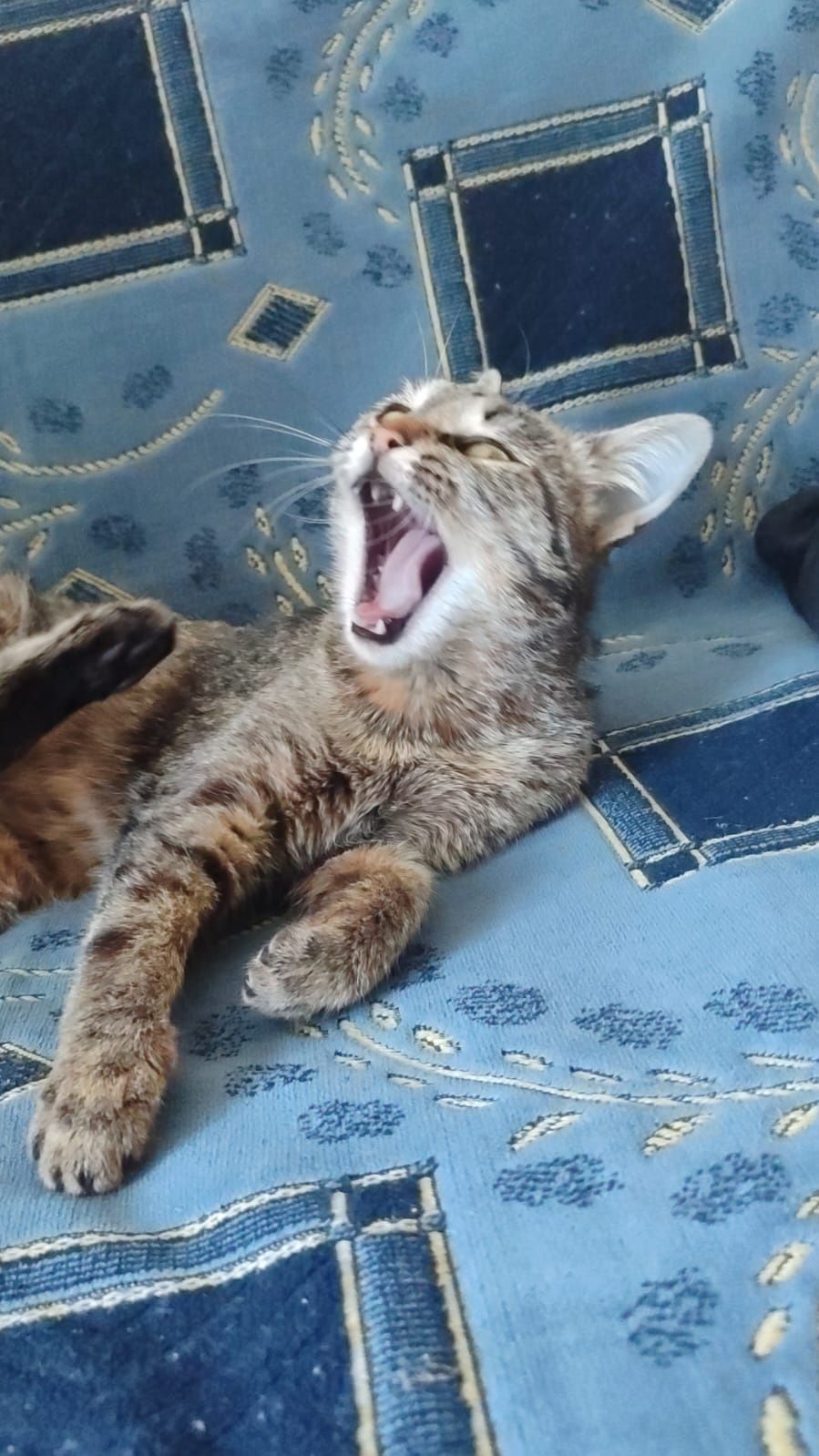 Отдам в добрые руки