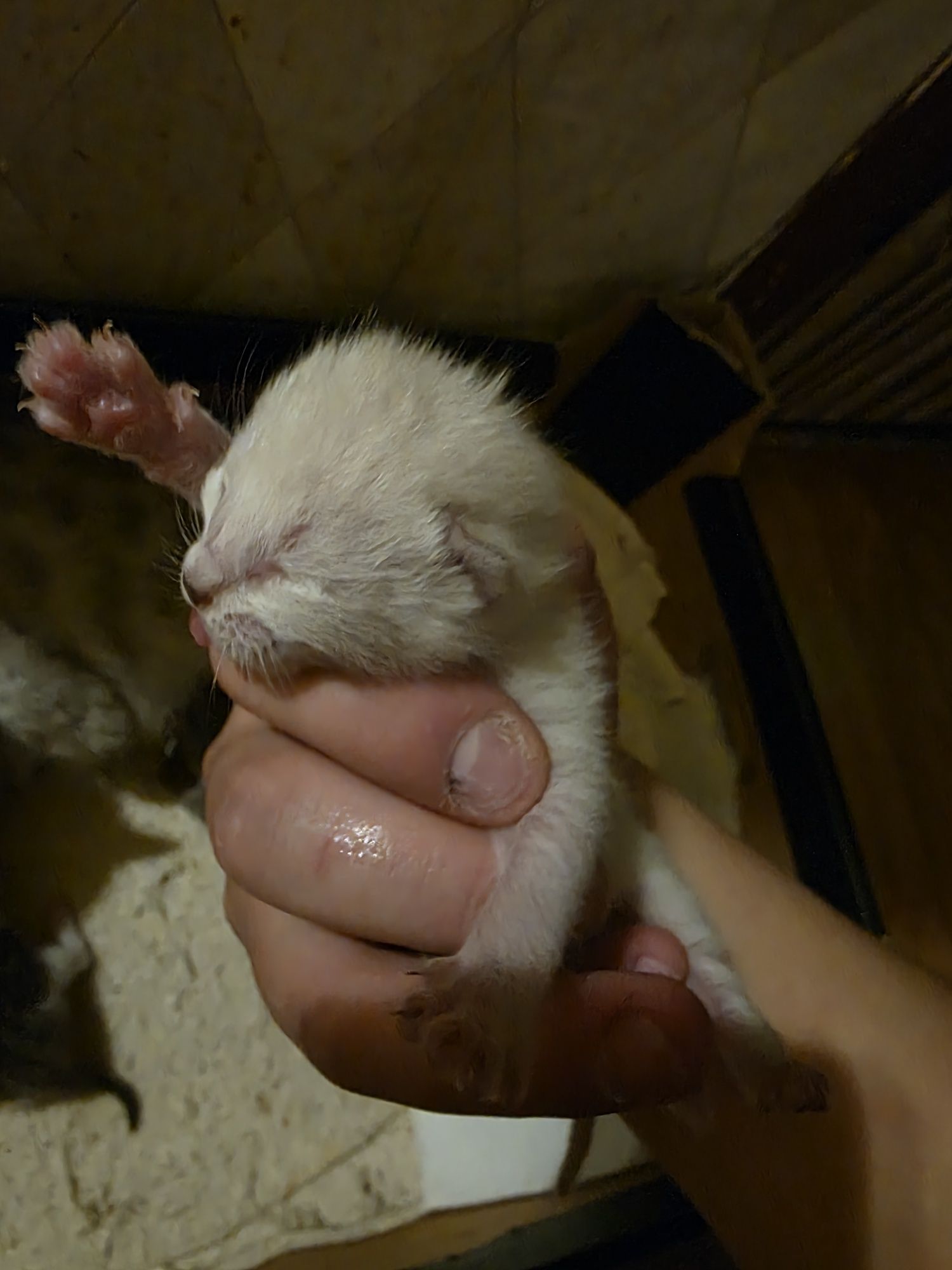Отдам котят в добрые руки