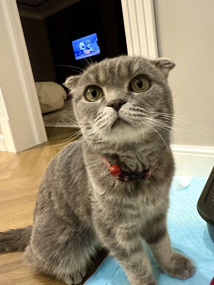 Кошка вислоухий