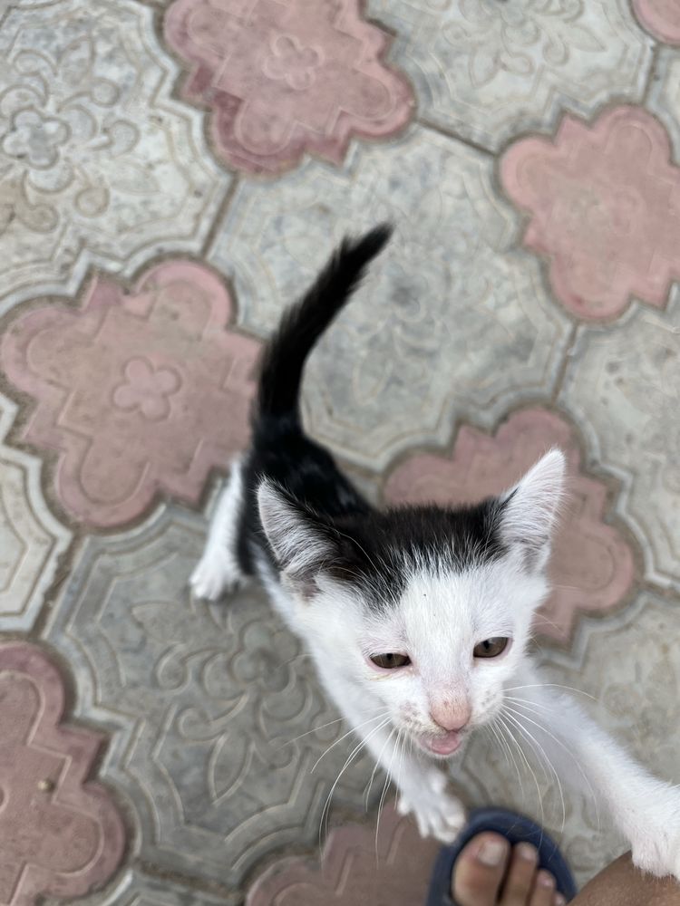 Отдам котят в добрые руки.