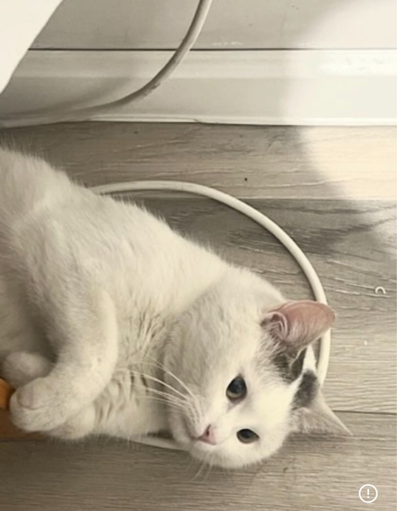 Отдам доброго кота в хорошие руки