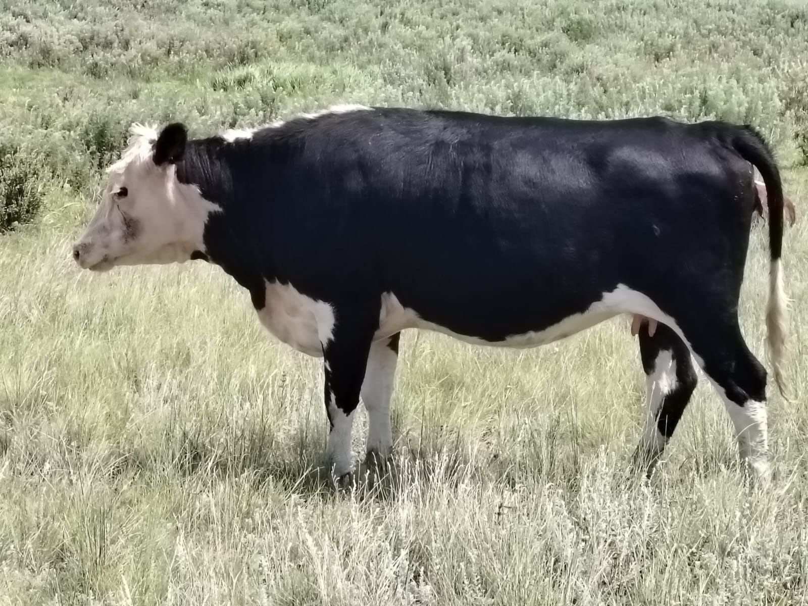Продам крупных коров