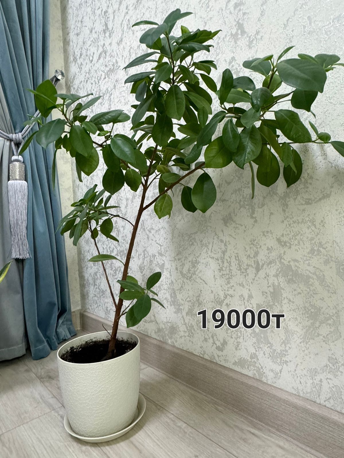 Продам цветы денежные дерева, фикус и т.д.