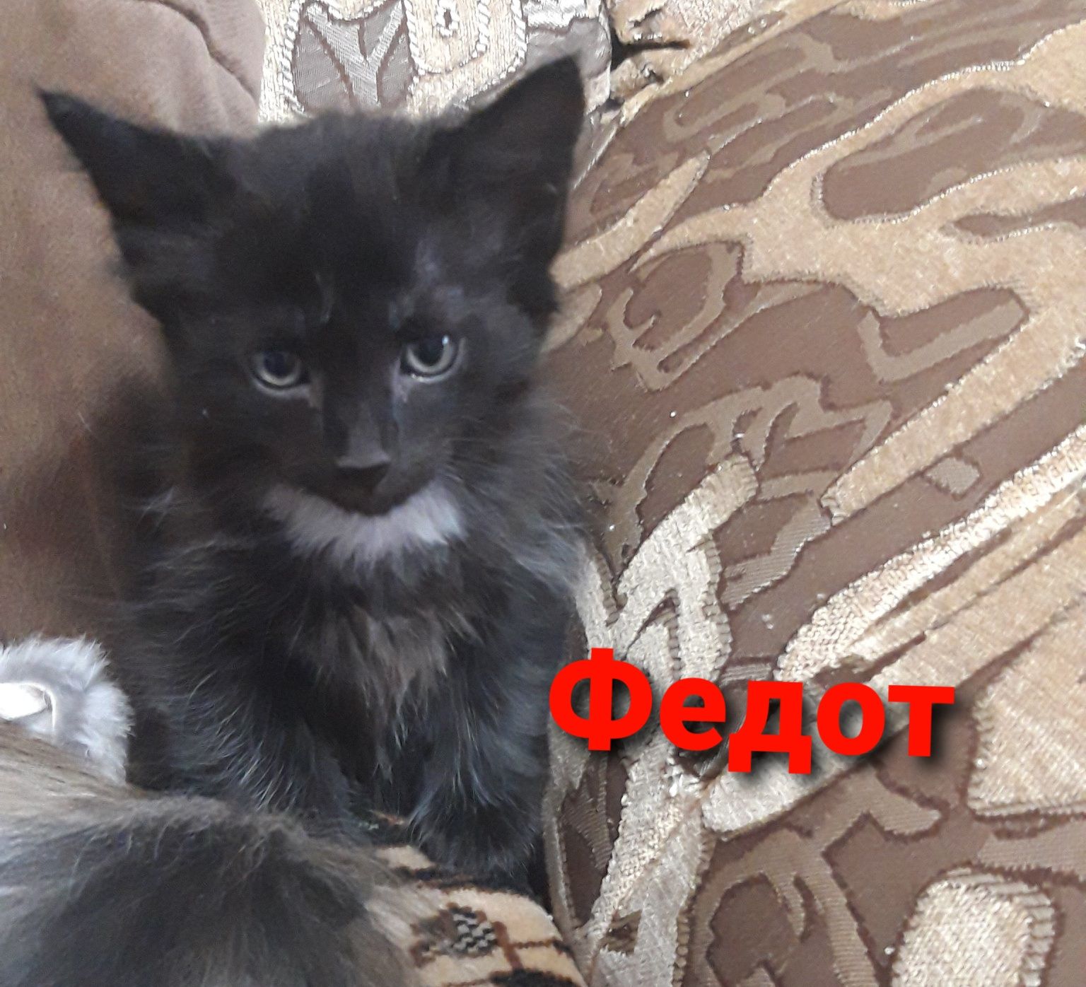 Котят отдам в добрые руки