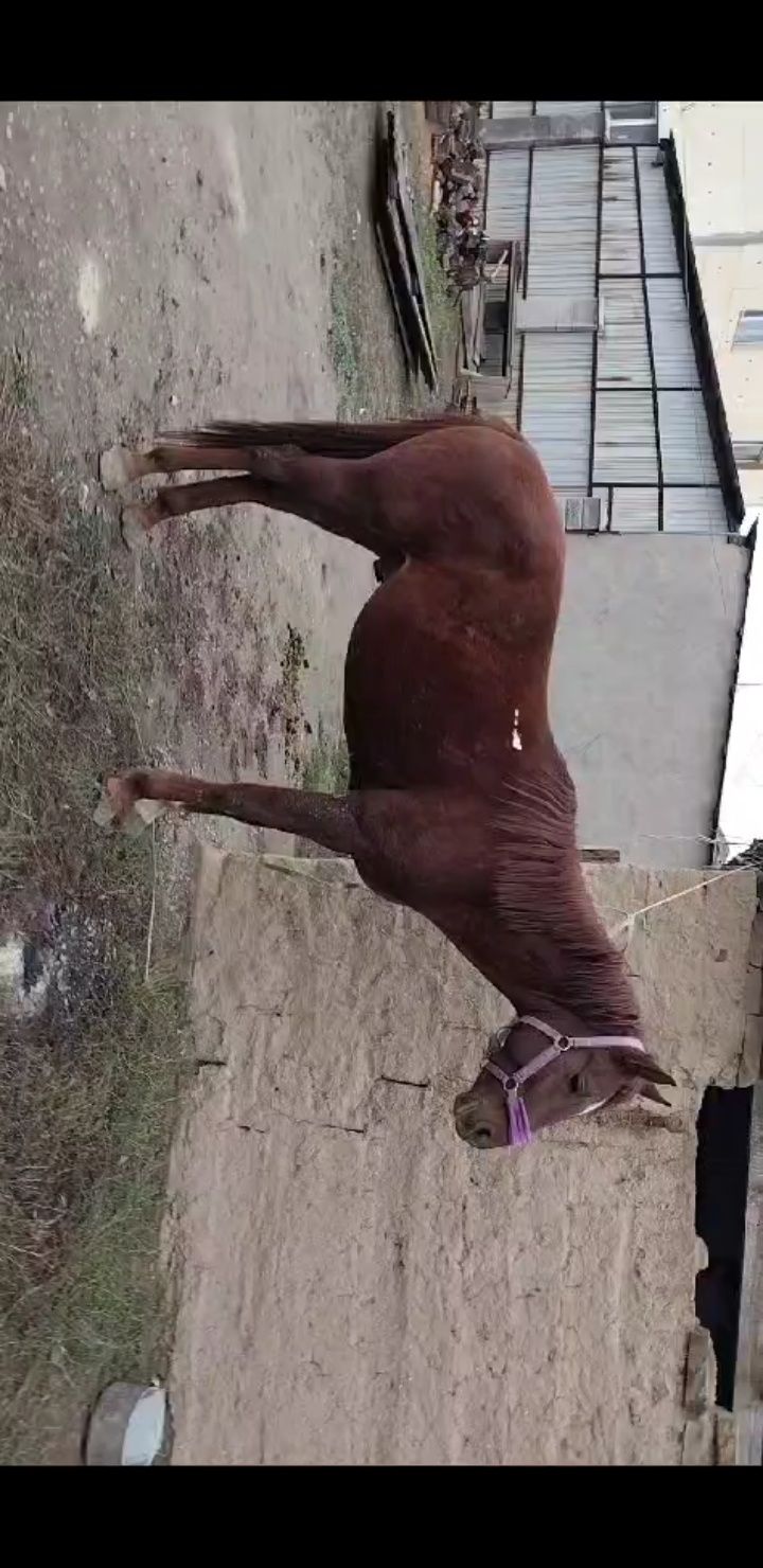 Лошадь пародисты