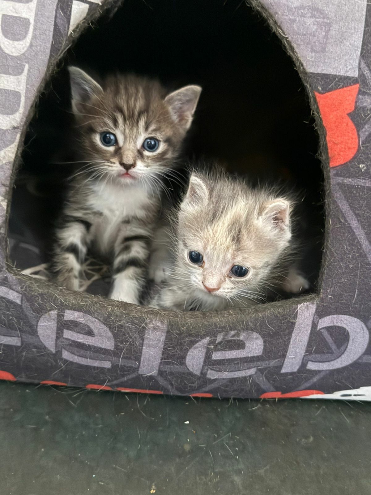 Отдам котят в добрые руки