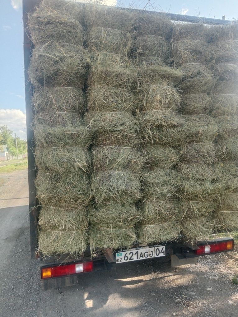 Шөп сатылады житняк,жусан аралас