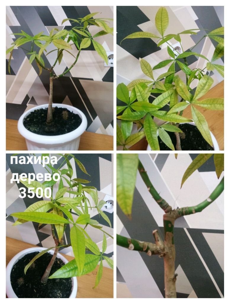 Срочно распрадаю комнатные растения