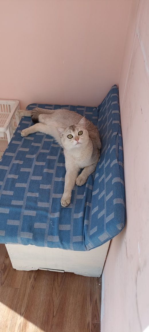 Самый красивый и умный кот в мире