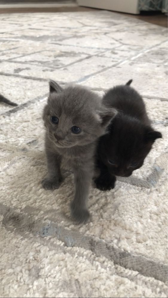 Котят британцы домашние