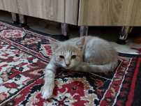 Котёнок (девочка)
