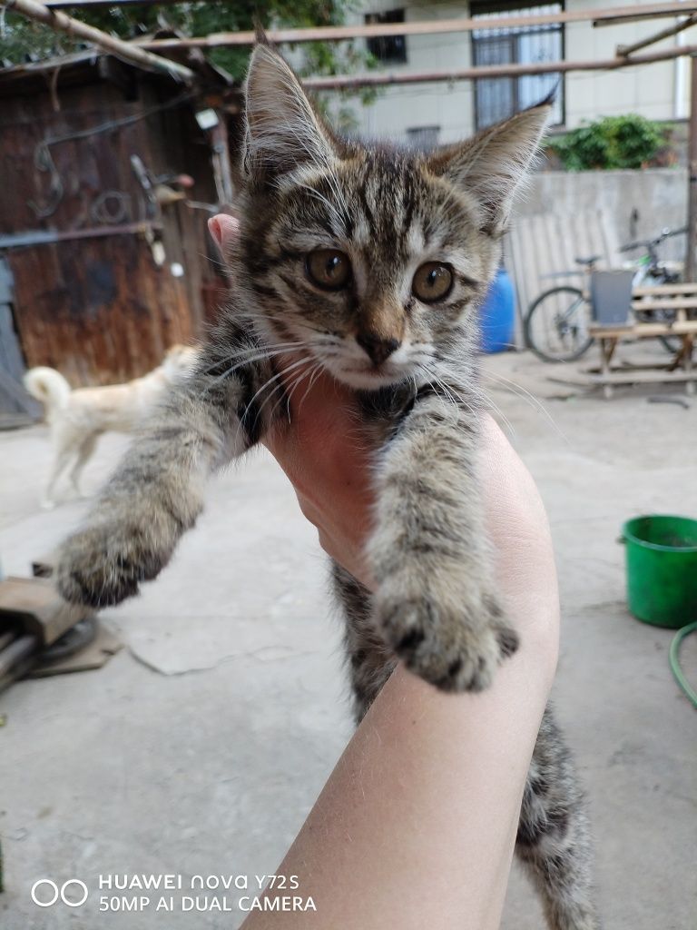 Отдам котят в добрые руки