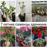 Саженцы адениума 7 летние