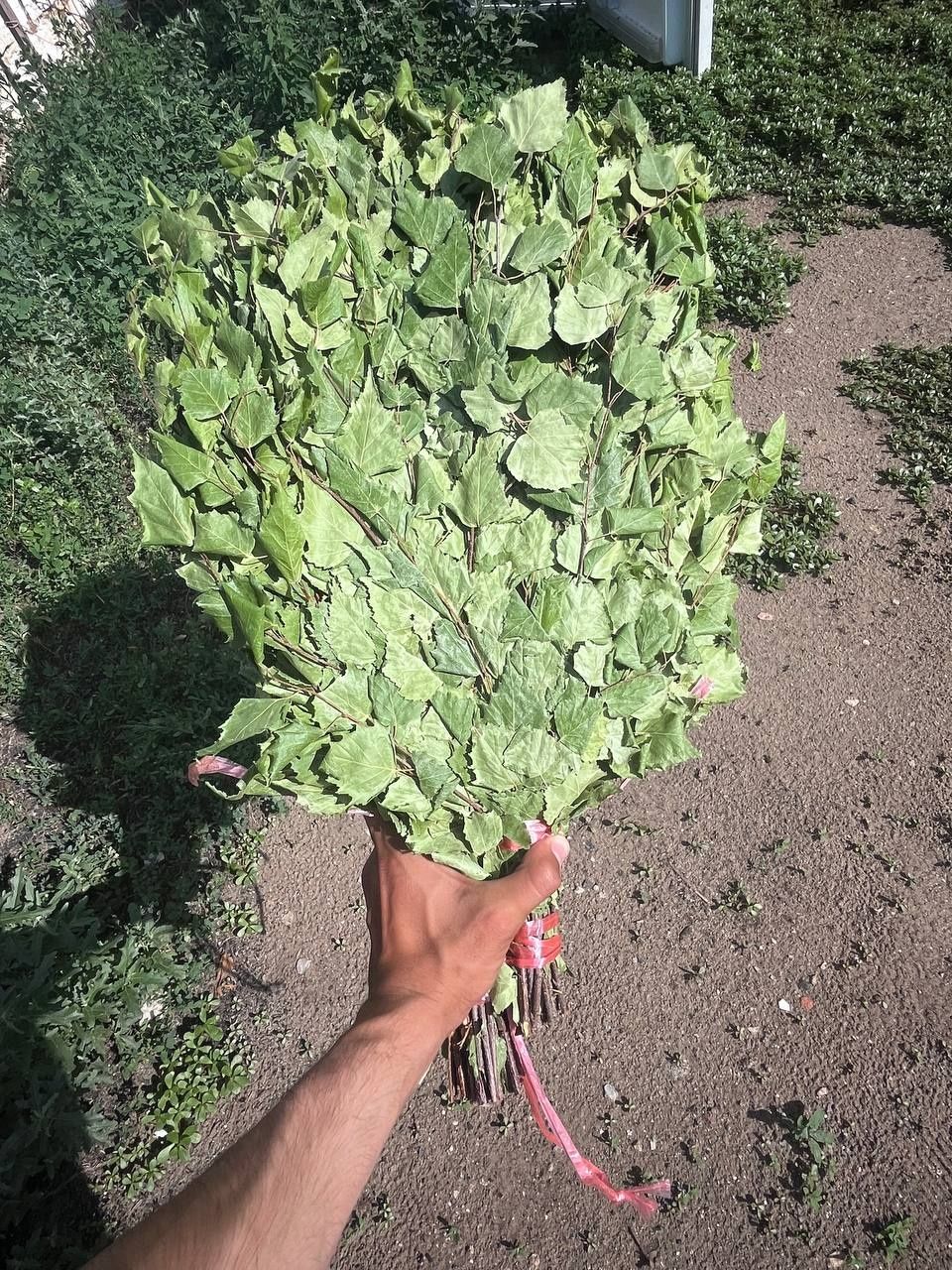 Продам веники есть свежие есть сушеные