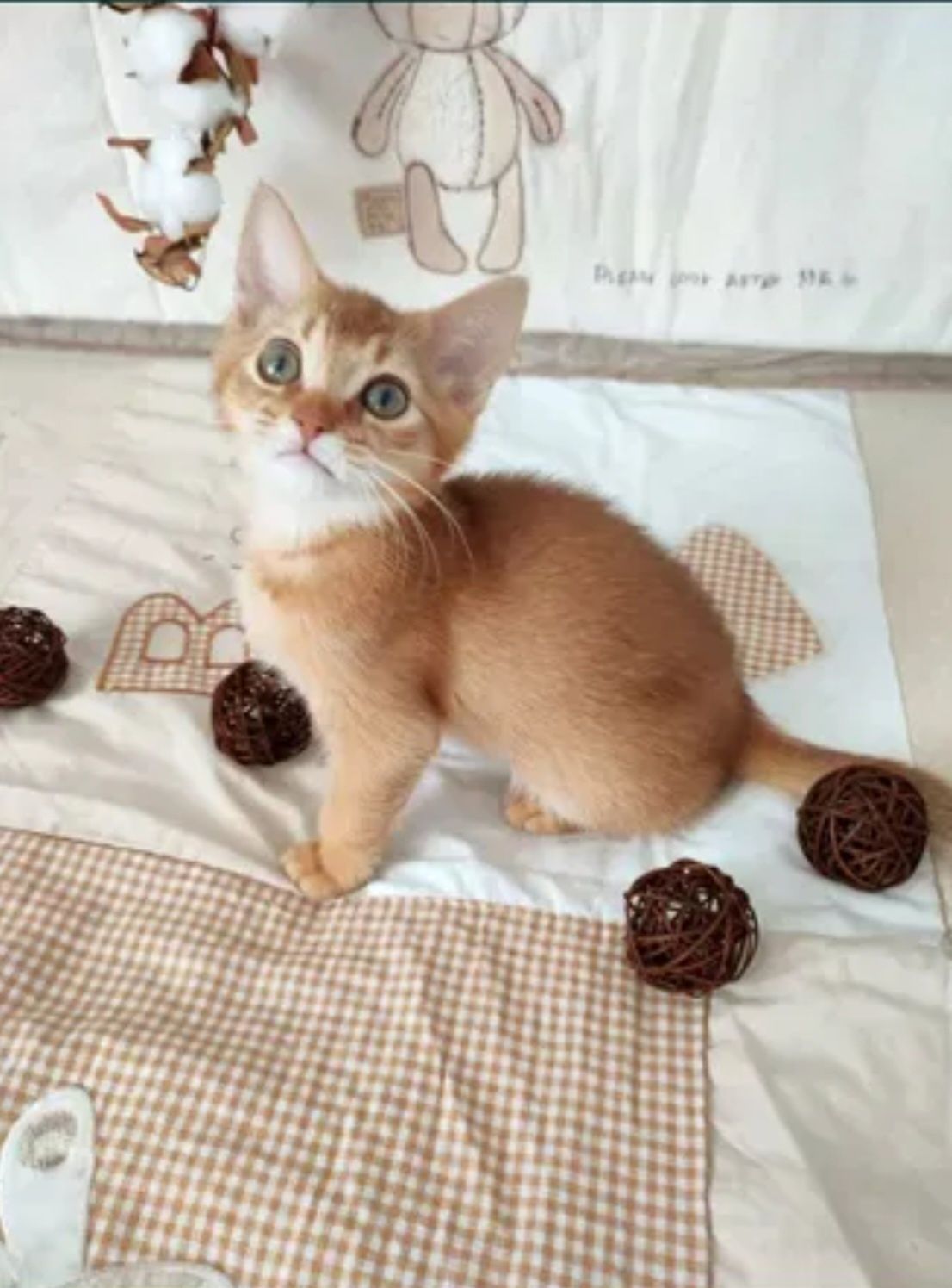 Котята чаузи и абиссинчики лучшие друзья детям
