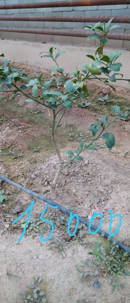 Мейер  Лимонное дерево