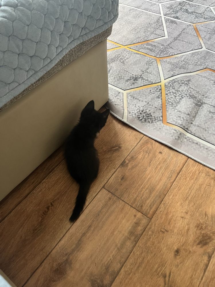 Отдам котенка в добрые руки