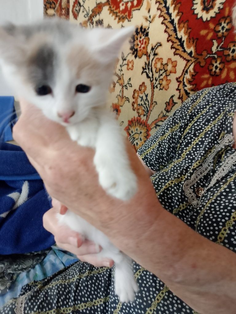Отдам котят 3девочки 1мальчик