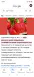 Рассада клубники сорт Клери