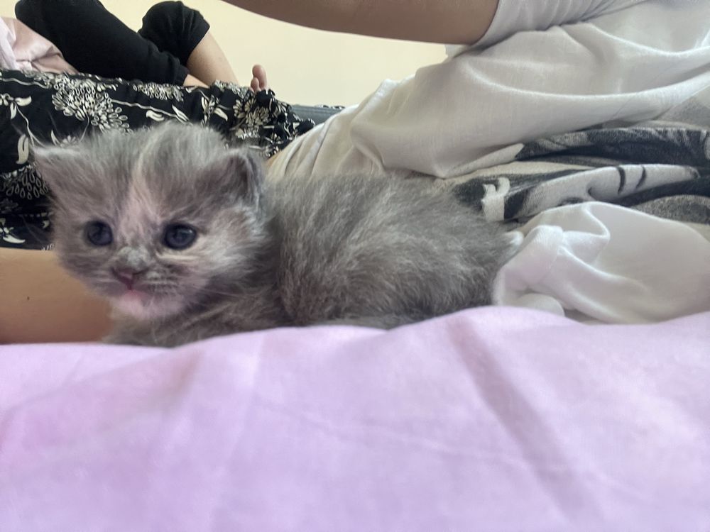 Отдам в хорошие руки кошку и котят