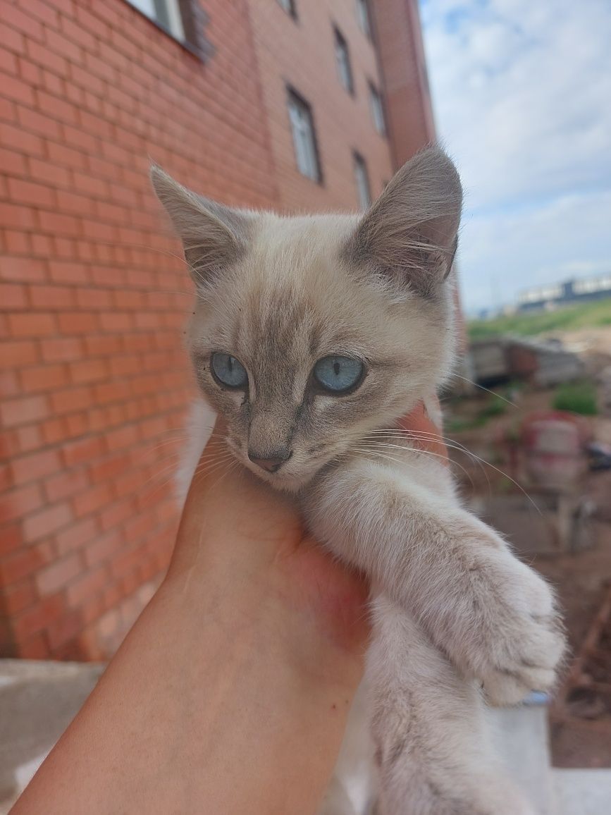 Котёнок, очень красивый