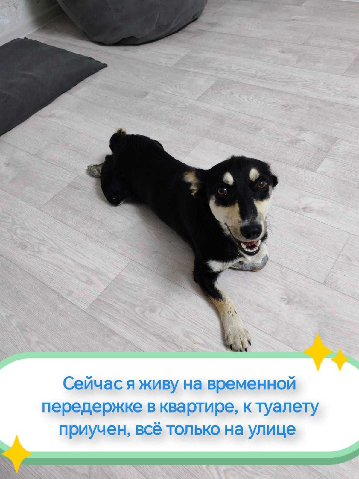 Озорной и добрый мальчишка ищет дом и заботливую хозяйку