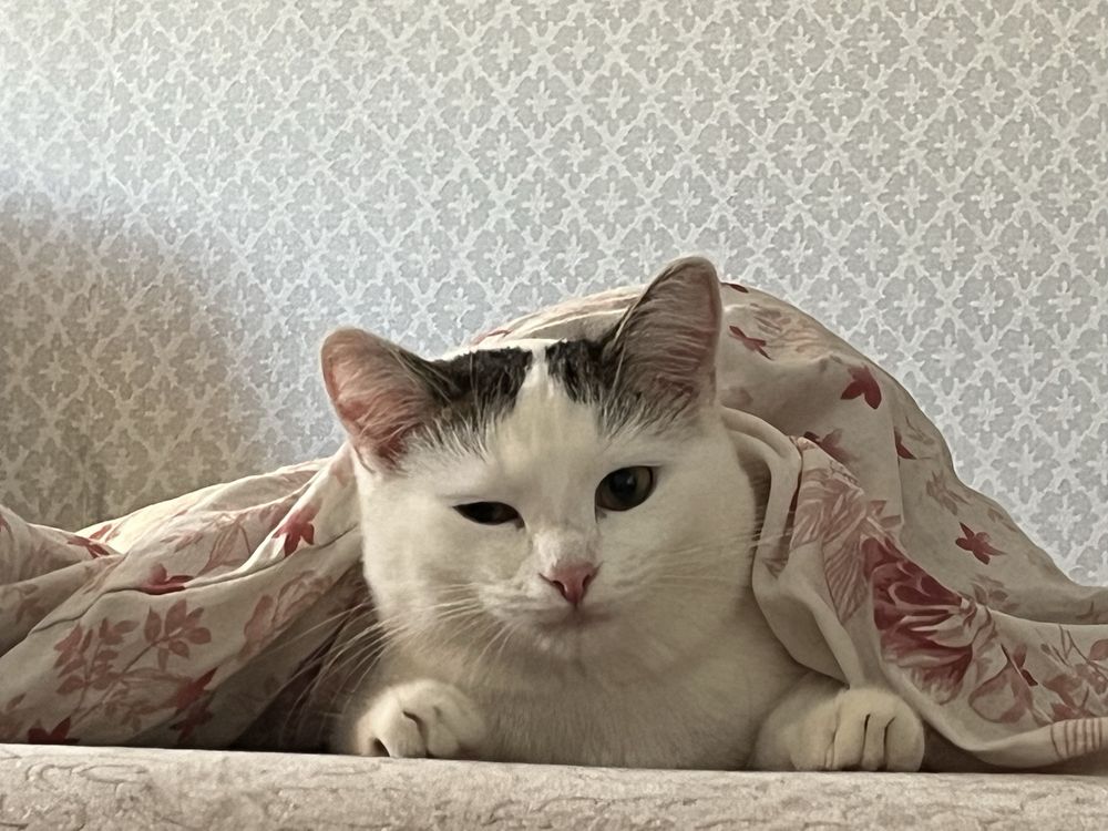 отдадим в хорошие руки