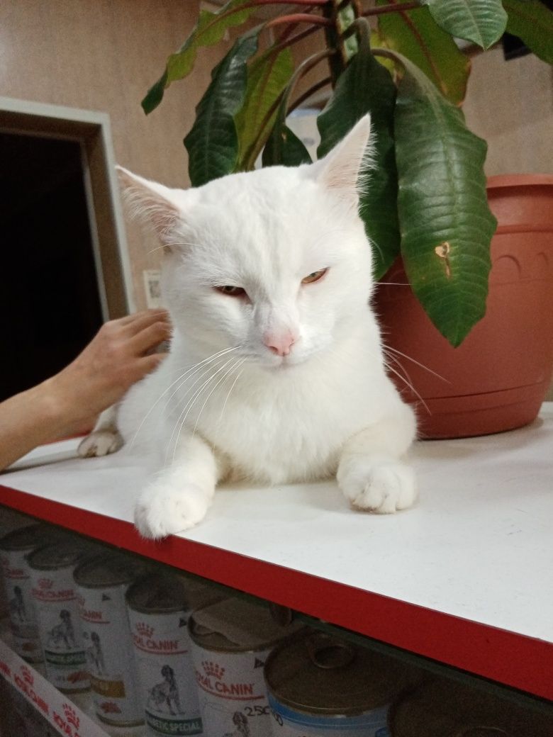 Отдам крупную стерильную кошку